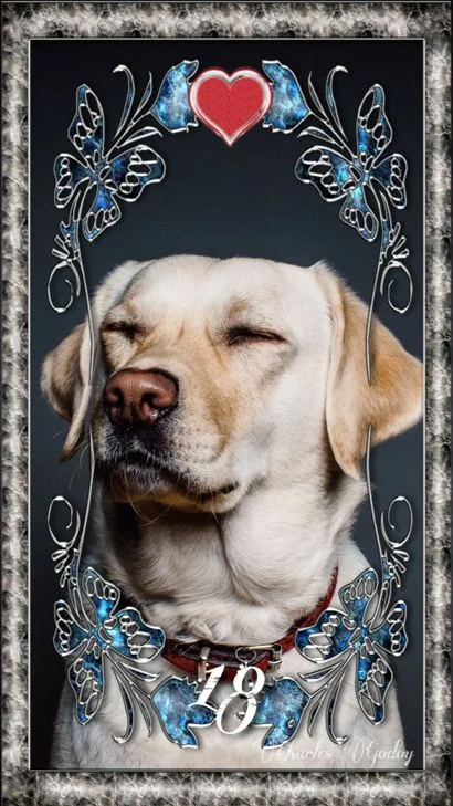 Carta 18 &mdash; Cachorro